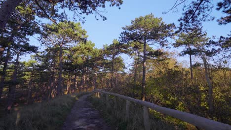 persona caminando libremente por un camino rural en un bosque verde en la isla de texel, países bajos