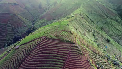 panyaweuyan plantation terraces dramatic striped agriculture farm crops hugging the volcanic hillsides of indonesia landscape