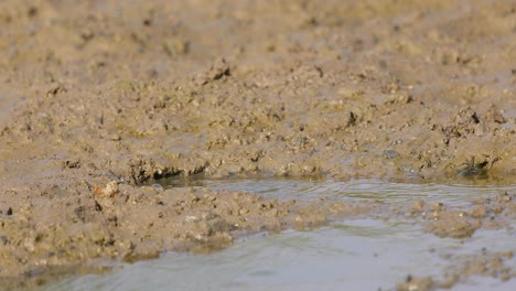 Pair-of-Chestnut-bellied-sandgrouse-drink-water-on-hot-summer-afternoon