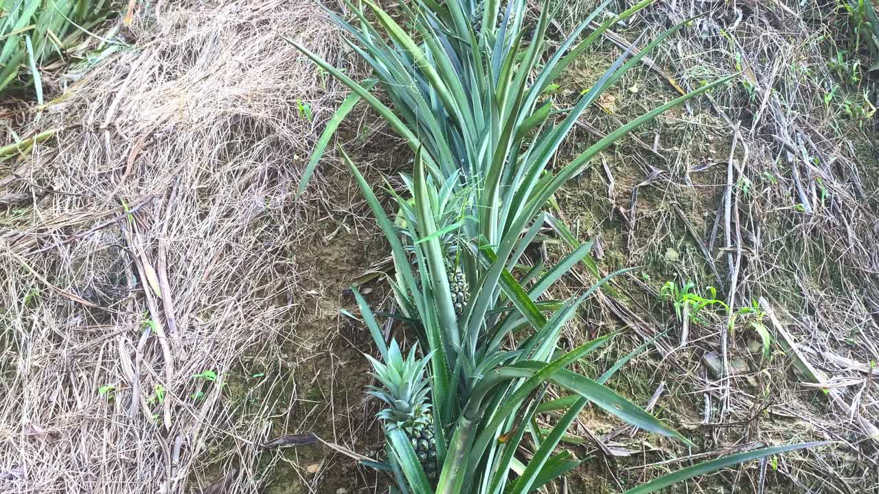 Unripe pineapple plants growing on a hillside farm in Bangladesh, showing sharp green leaves and young developing fruit in a natural rural environment