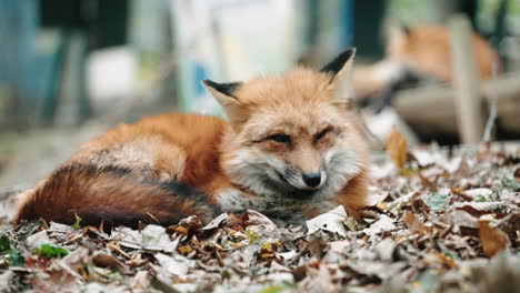 Kreuzfuchs,-Der-Mit-Trockenen-Blättern-Auf-Dem-Boden-Ruht