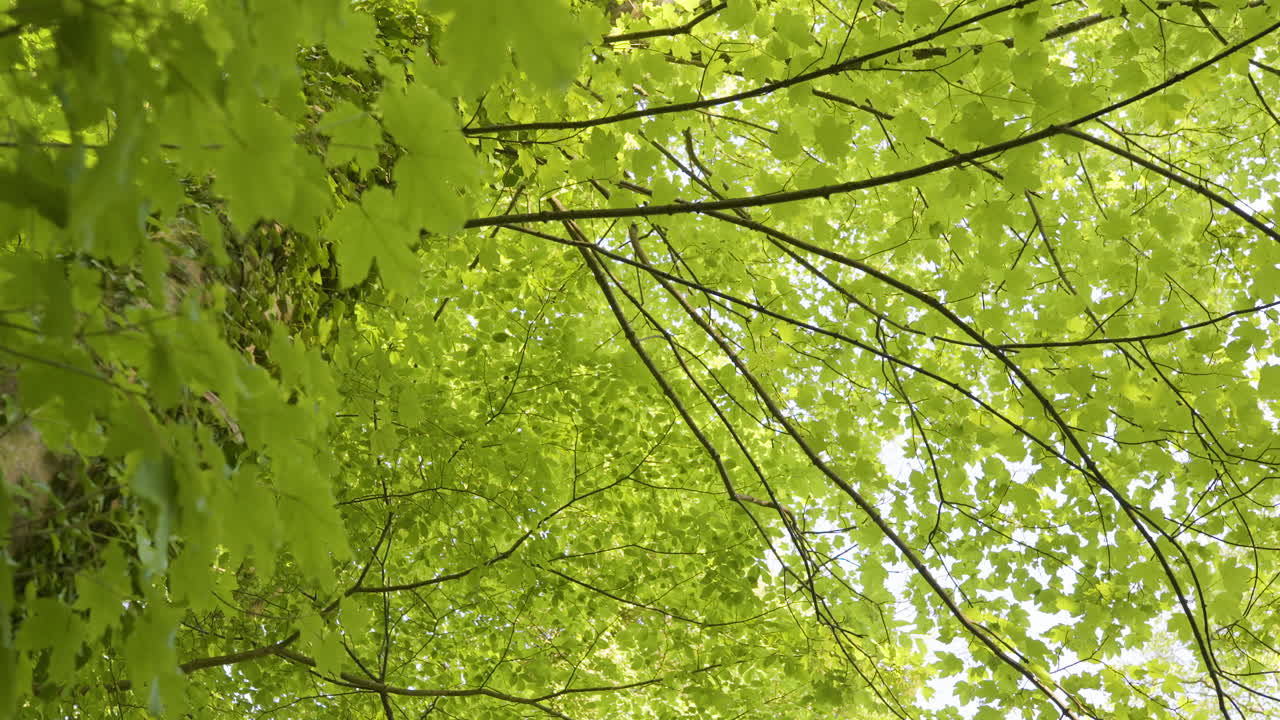 Forest Canopy in Summer