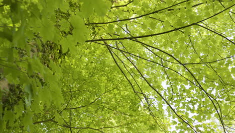 forest canopy in summer