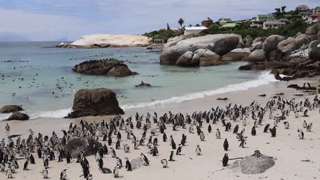 La-Playa-De-Boulders-En-Ciudad-Del-Cabo-Alberga-Una-Colonia-De-Pingüinos-Africanos