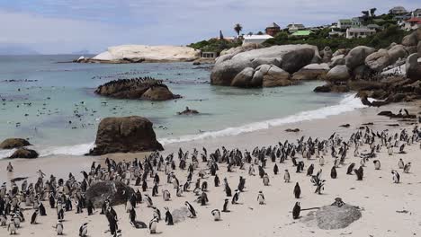 la playa de boulders en ciudad del cabo es el hogar de una colonia de pingüinos africanos.