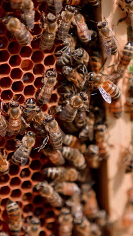bees crawling on frame. organic honey in honeycomb. honey bees making honey on honey cells. honey insects on honeycomb. close-up. vertical video