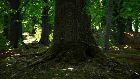 tree roots and sunshine in a green forest