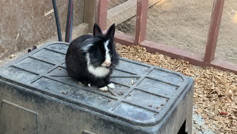 Conejo-Holandés-Blanco-Y-Negro