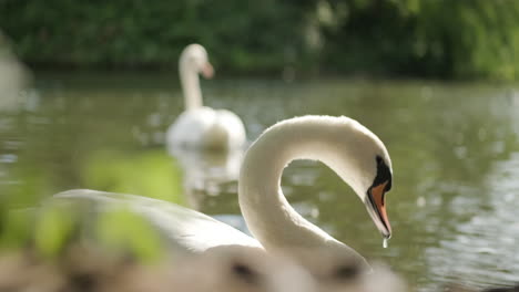 primer plano de un cisne moviendo la cabeza