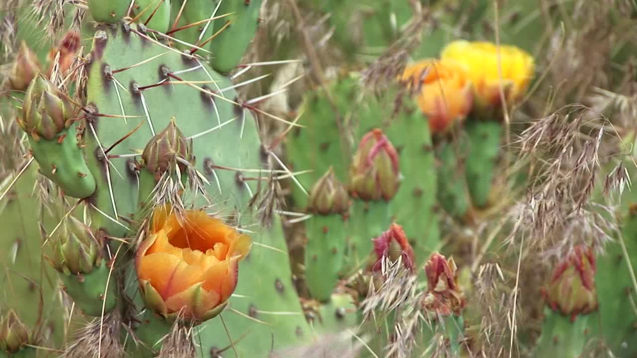 자이언 국립 공원 1에서 피는 사막 선인장의 근접 촬영