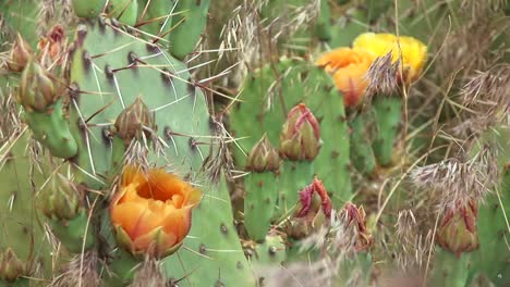 primer plano de cactus del desierto floreciente en el parque nacional zion 1