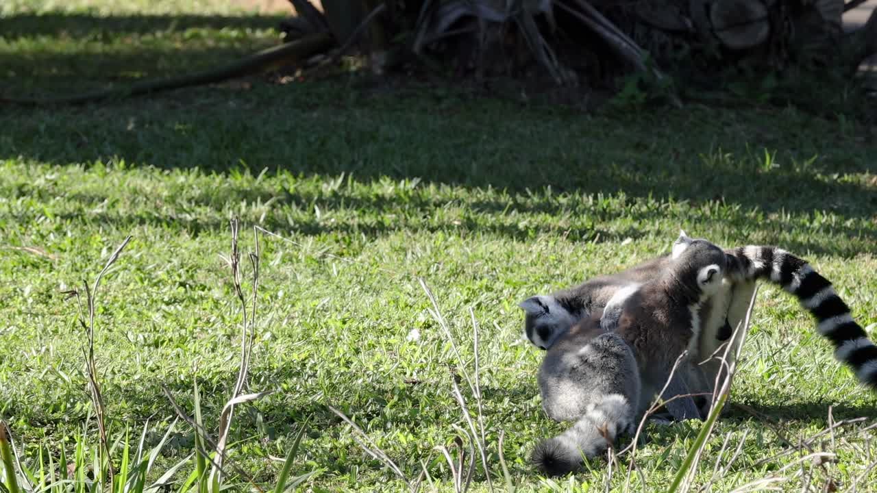 Two ring-tailed lemurs rest together on a sunlit grassy area, showcasing their distinctive striped tails.
