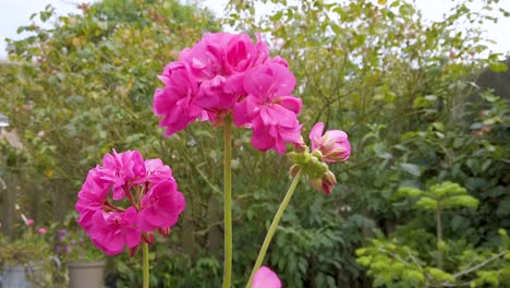 Closeup-of-Geranium-flowers-with-a-green-background