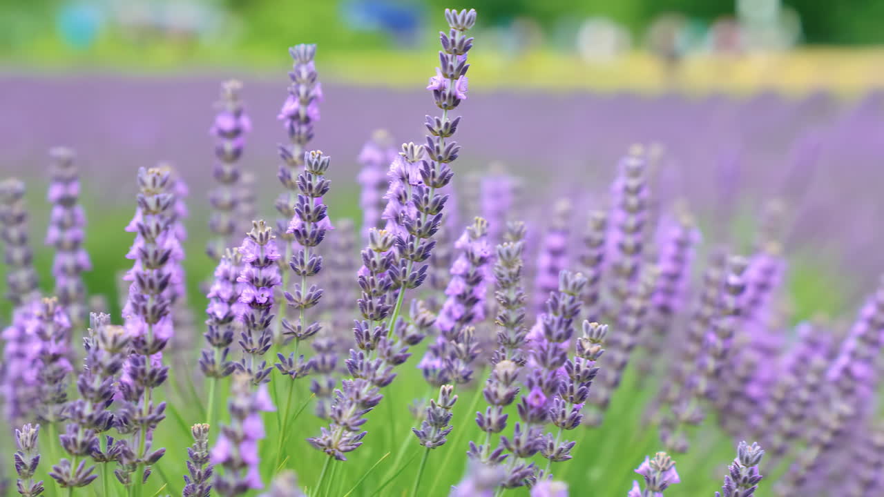 Primo piano di fiori di lavanda viola che ondeggiano delicatamente in un campo