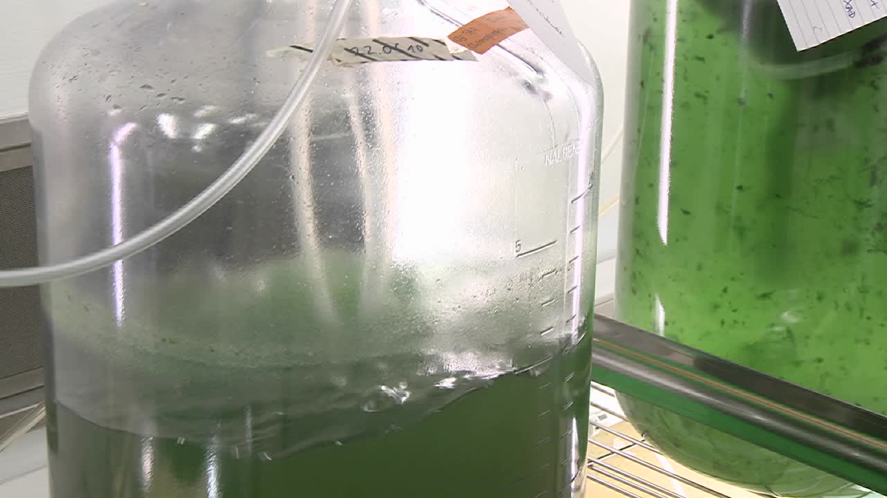 조류가 있는 셰이커 플라스크의 조류 플라스크는 조류가 움직이지 않는 것보다 더 빨리 자랄 수 있도록 흔들립니다.