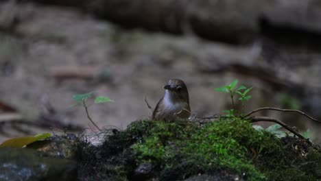 Hinter-Einem-Moosbedeckten-Felsen-Zu-Sehen,-Wie-Er-Ruft-Und-Zwitschert-Und-Sich-Dann-Einen-Wurm-Zum-Fressen-Nimmt,-Abbotts-Babbler-Malacocincla-Abbotti,-Thailand