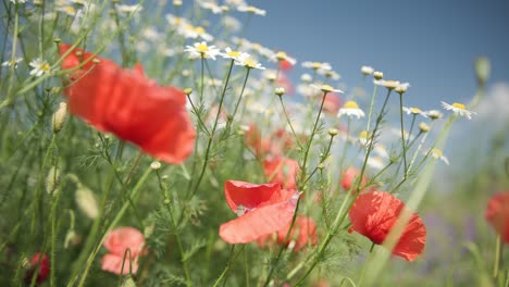 meadow and with colorful flowers in summer