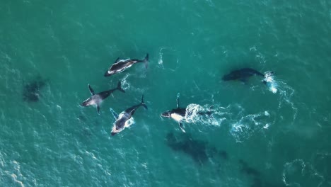 aerial view above a group of whales in shallow waters of africa - megaptera novaeangliae