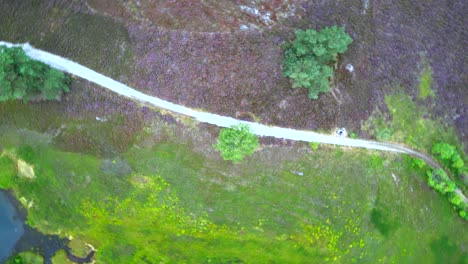 Top-Down-Aufnahmen-Einer-Birke,-Die-Beim-Drehen-Herauszoomt