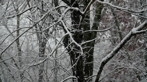 snow flakes fall in the forest in slow motion