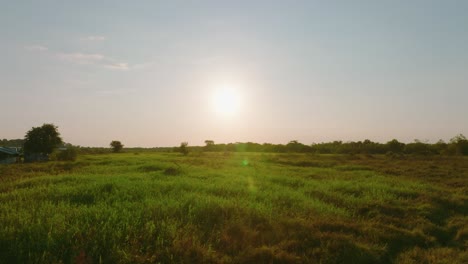 Sunset-over-lush-green-field-in-Arauca,-Colombia-with-warm-light