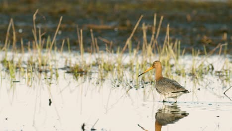 Black-tailed-godwit-close-up-in-spring-migration-wetlands-feeding-in-morning-light