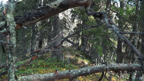 forest scene with fallen branches