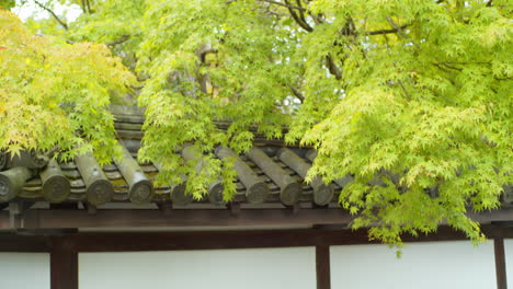 Green-momiji-leaves-hovering-over-a-traditional-Japanese-rooftop-panels-in-Kyoto,-Japan-soft-lighting