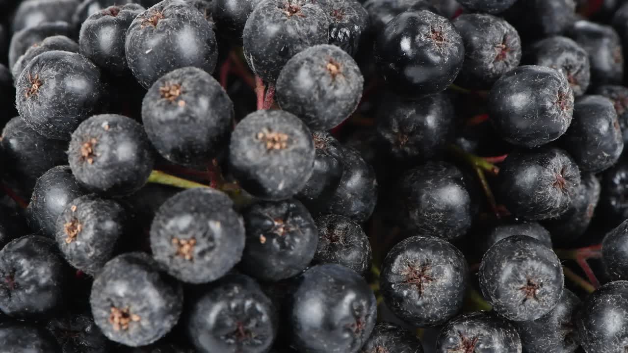 chokeberry extreme 클로즈업, 사이드 뷰, 루프 모션, 로테이션 360.