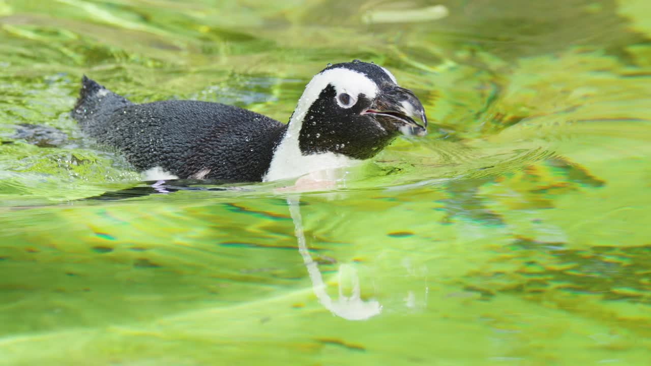 African penguin dives and swims underwater in bright green pool, natural daylight, side view