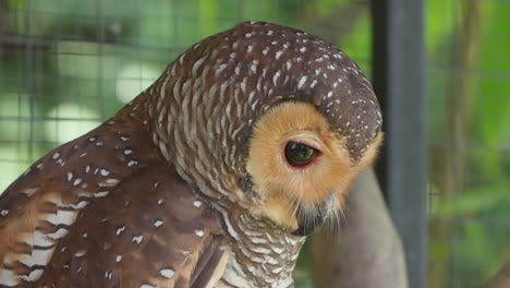 Observe-the-piercing-gaze-of-a-Spotted-Wood-Owl-perched-in-Uluwatu,-Bali,-an-exemplar-of-wildlife-in-its-tropical-caged-enclosure