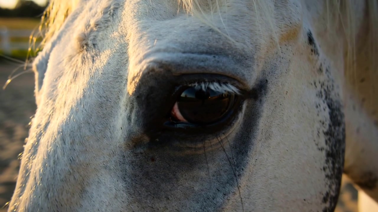 Close-up inicial da câmera, mostrando um cavalo de pelagem clara virando a cabeça e piscando, reagindo ao sol na arena.