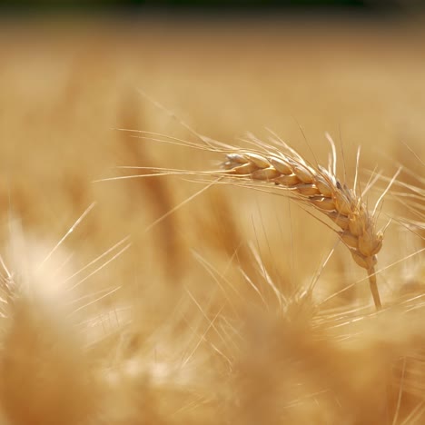wheat crop field landscape