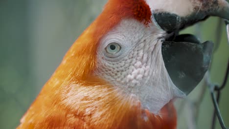 Scarlet-Macaw-With-Beak-In-Fence---close-up,-side-view