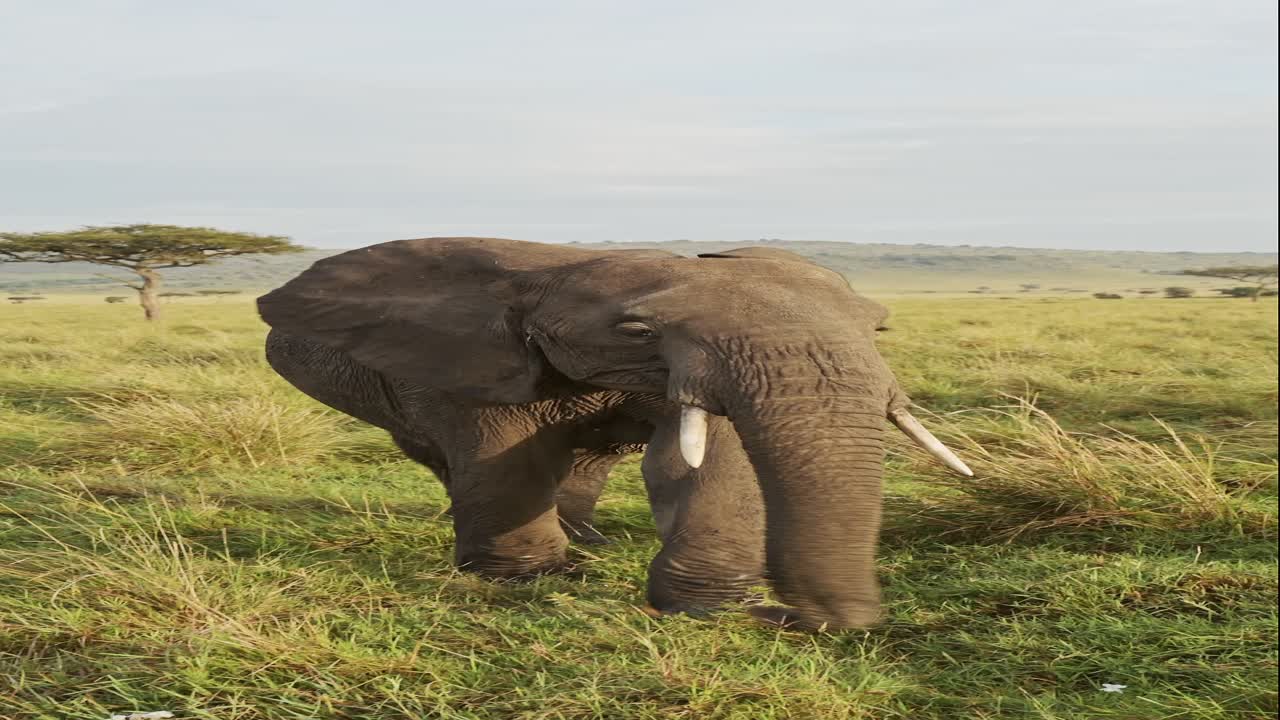 Vertical Elephants on Africa Safari, Vertical African Animals Elephant Video for Social Media Instagram Reels and Tiktok of Elephants in Savannah in Maasai Mara National Park