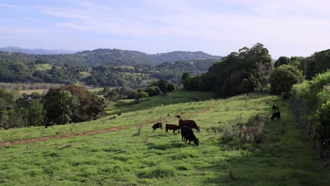 vacas pastando pacíficamente en un campo verde y exuberante