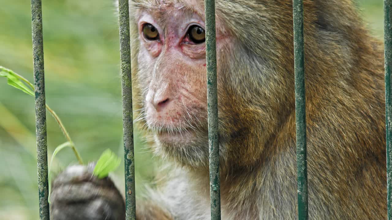 새장 먹는 잎에 있는 히말라야 원숭이의 닫습니다