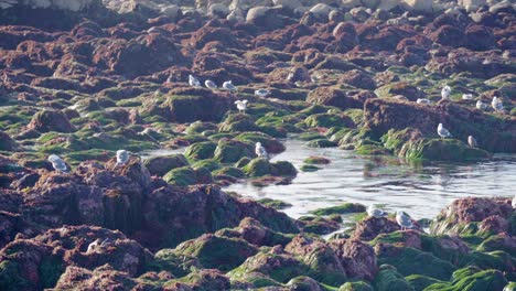 Viele-Vögel-In-Der-Nähe-Von-Felsen-Mit-Algen-Und-Krebstieren