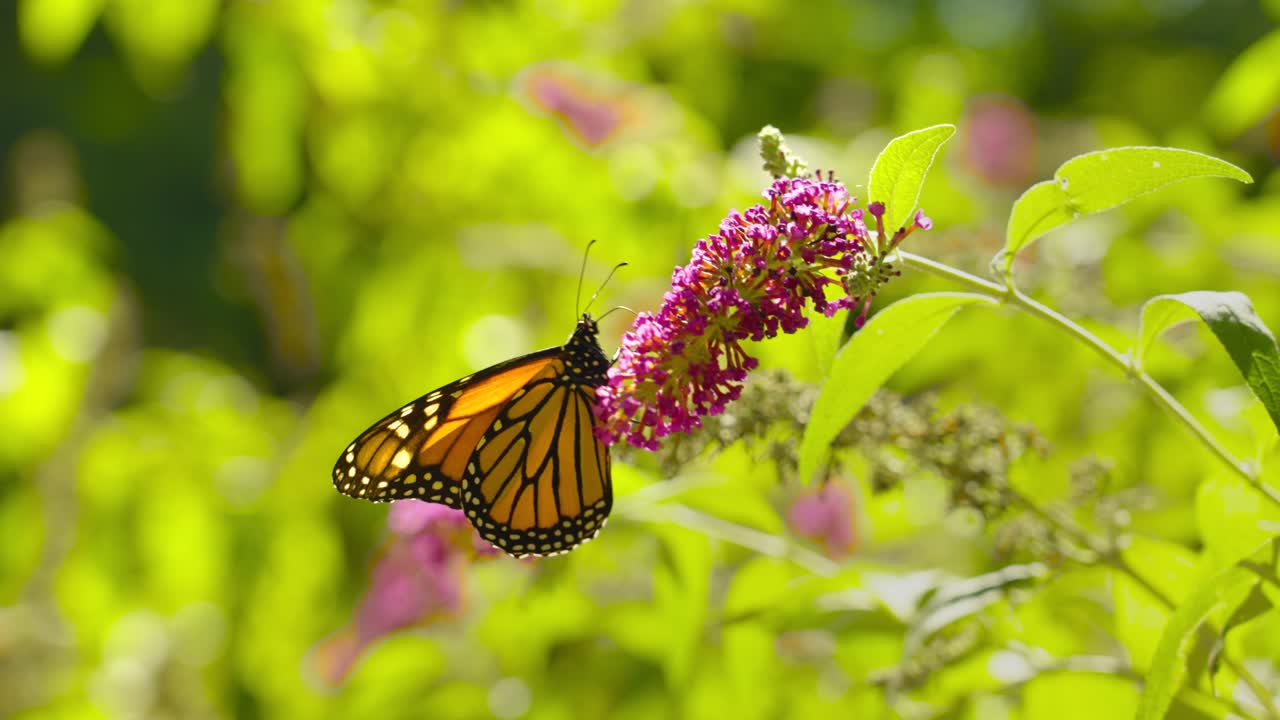Close up look in slow motion of a Beautiful Monarch Butterfly.