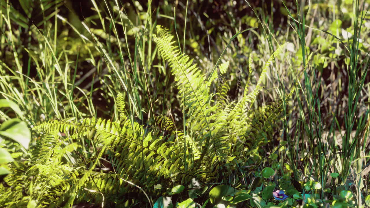 Vibrant ferns thriving in a lush forest setting during the golden hour