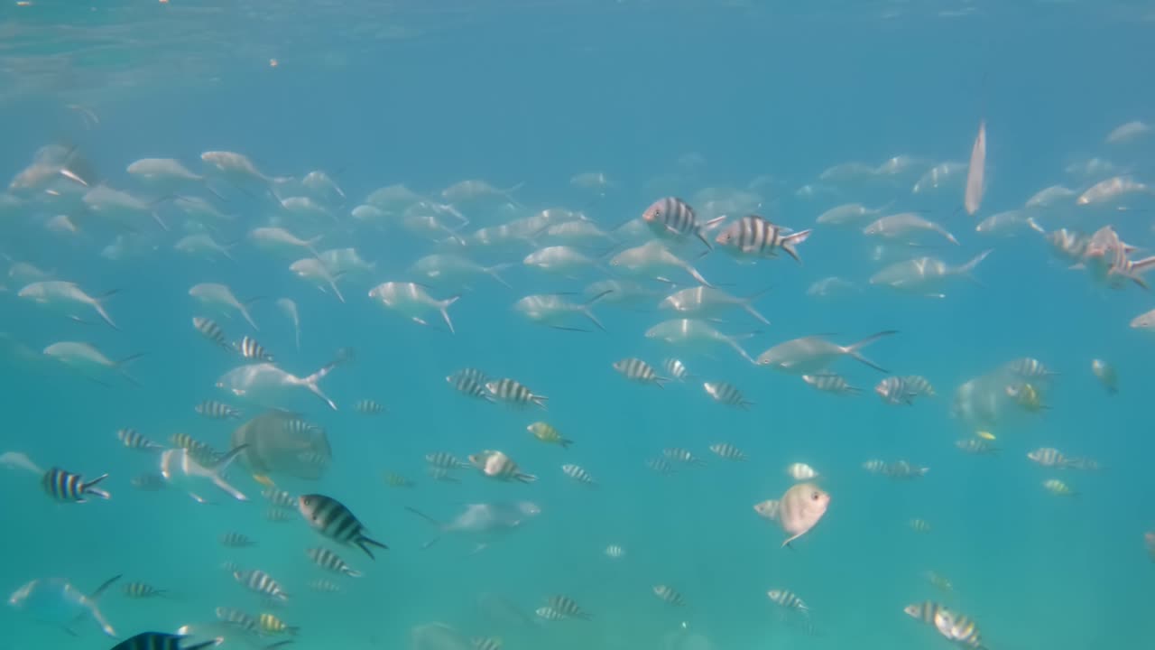 seychelles, parque marino de st anne, mucha pesca pasando