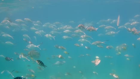 seychelles, st anne marine park, lots of fishing passing by