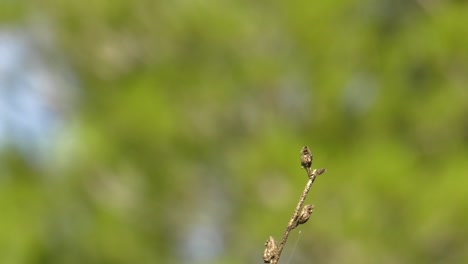 dragonfly flying away and landing, slow motion macro