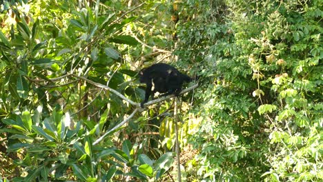 One-Mantled-Howler-Monkey-climbing-up-a-huge-treetrunk-while-the-sun-is-blazing-above