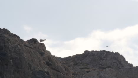 mountain goat sits on cliff as eagle prey flies by