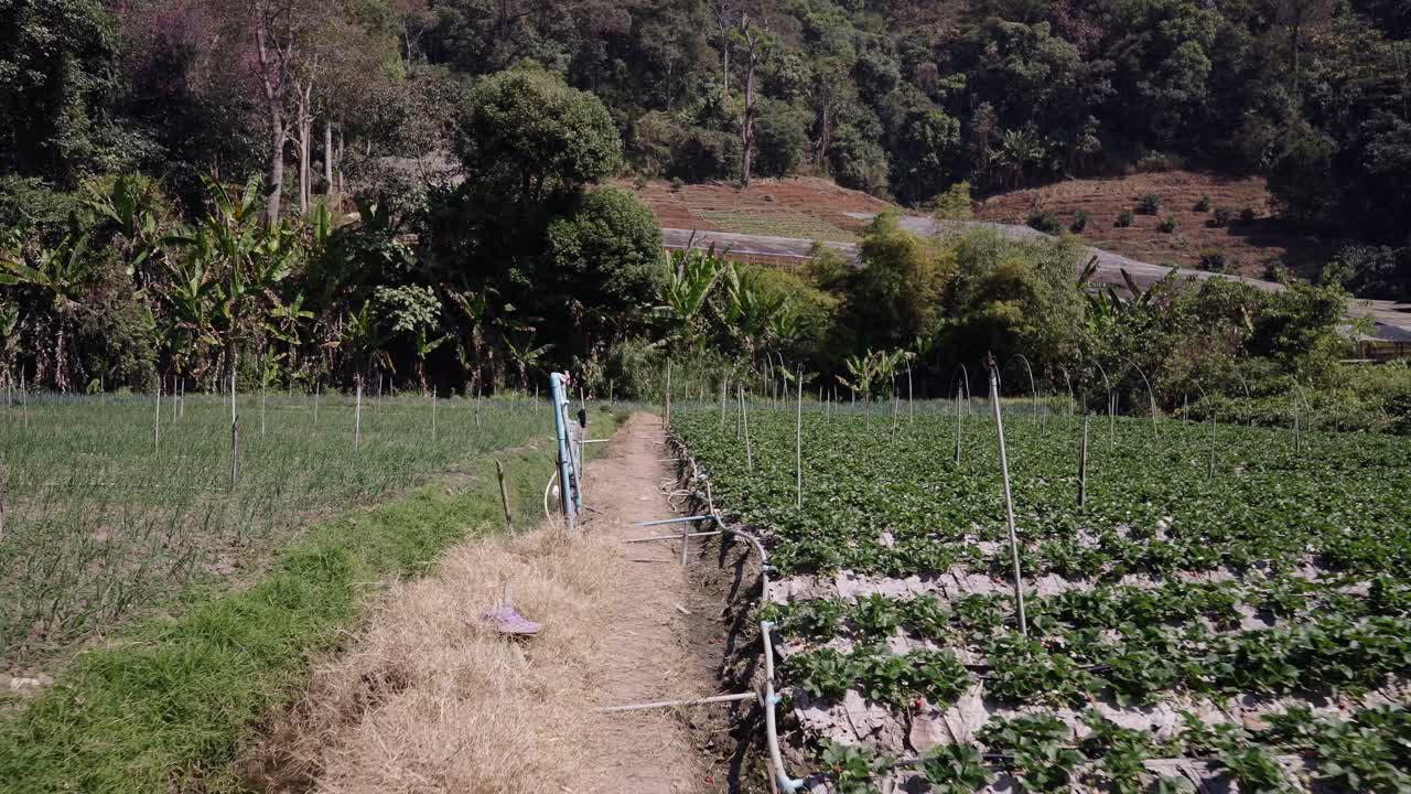 Rural Farm Landscape with Cultivated Fields and Mountains