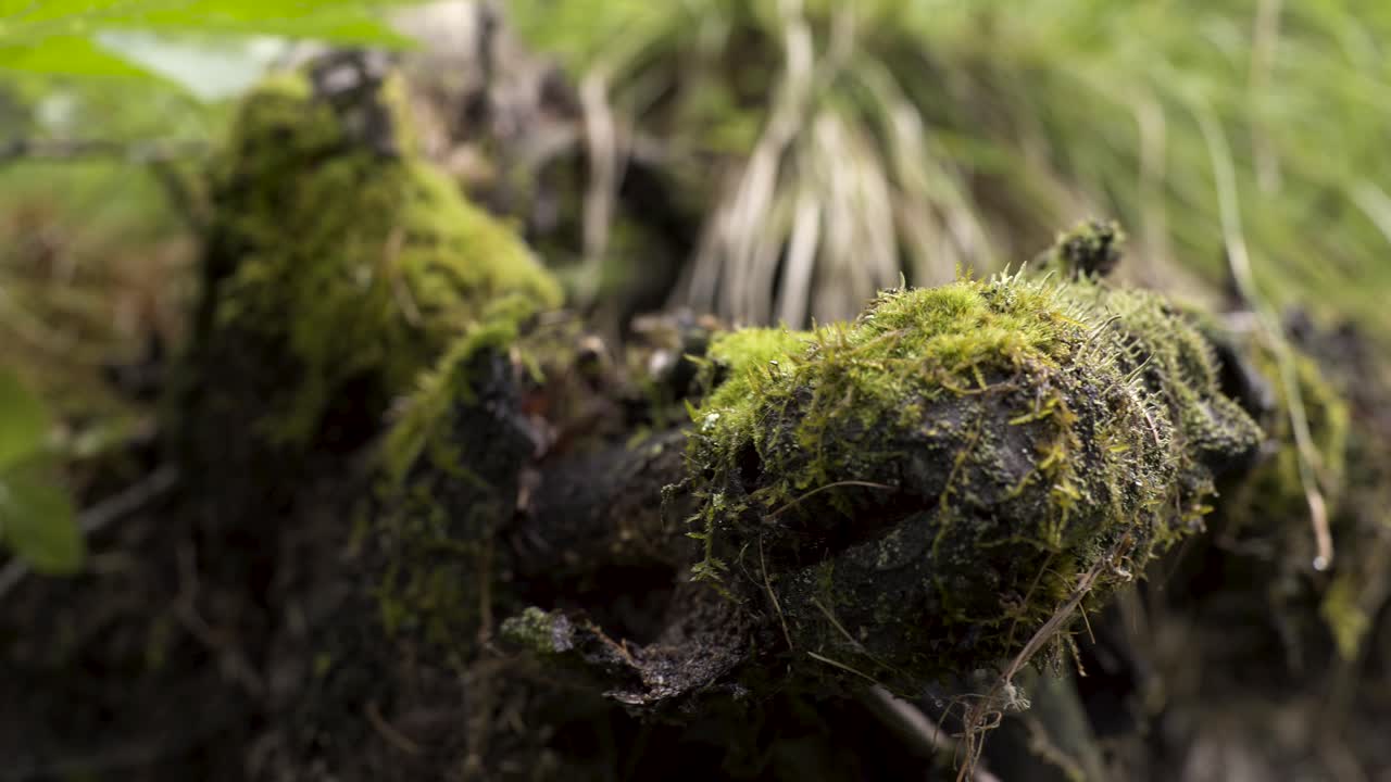 Topo di albero coperto di muschio