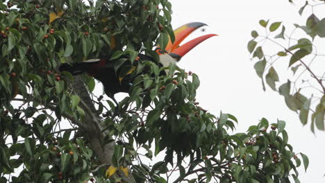 Tucán-Comiendo-Frutas-Del-árbol---Tiro-Abierto-Y-Cerrado