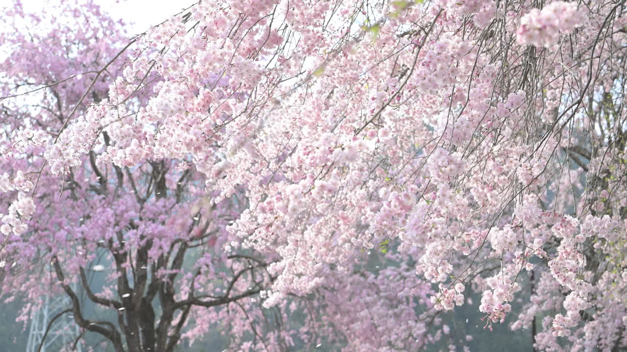 Hermosas flores de cerezo rosadas en flor con pétalos cayendo