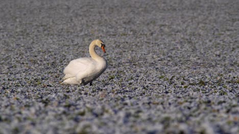 mute swan stands on frozen field and rubs its beak against feathers